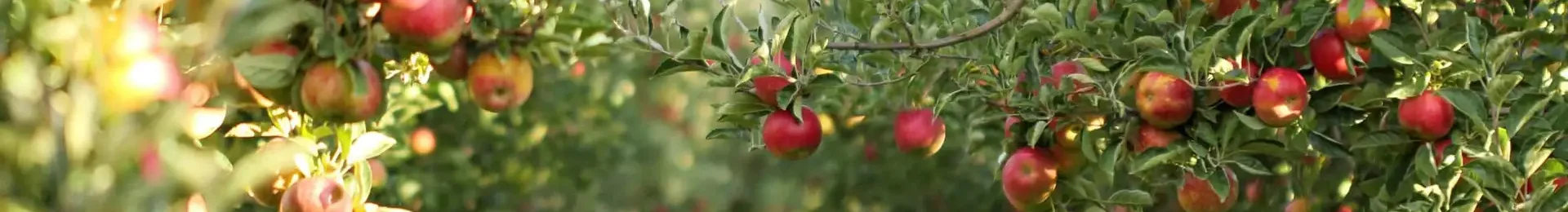 8e58c3719cce416a83fcc668db42c5b5